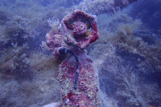Octopus Rock Exploration - Certified Diver - Key things to know before you go