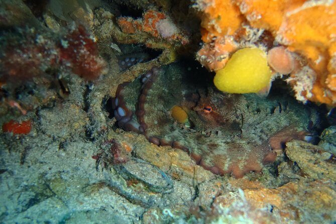 Octopus Rock Exploration - Certified Diver - Marine life details: lichens, corbs, groupers, hermit-bernards, nudibranchs