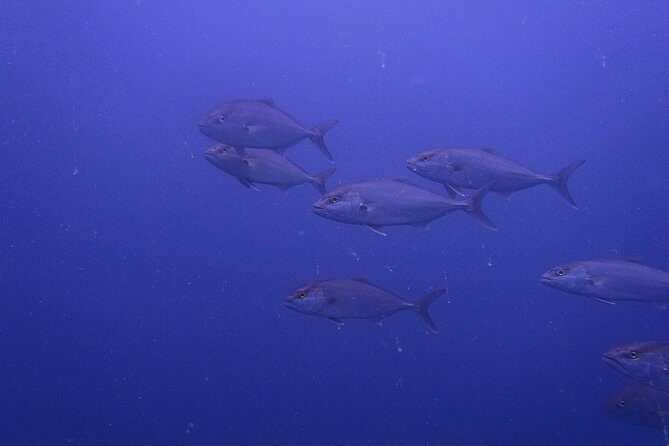 Octopus Rock Exploration - Certified Diver - Weather and pacing: plan around good conditions