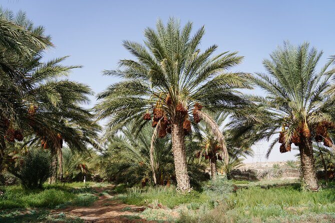 Private 3 Day Tour in Southern Tunisia or More - Nefta excursion: a calm add-on to the Tozeur base