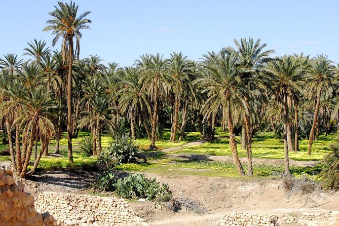 Tozeur and the mountain Oasis - Chebika, Tamerza, and Mides Oases: The Green Contrast That Changes the Mood